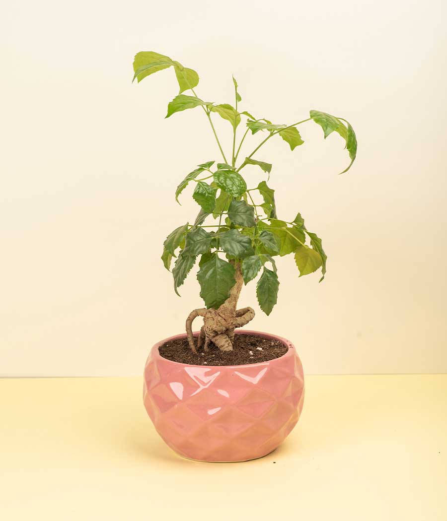 Radermachera China Doll Bonsai Plant