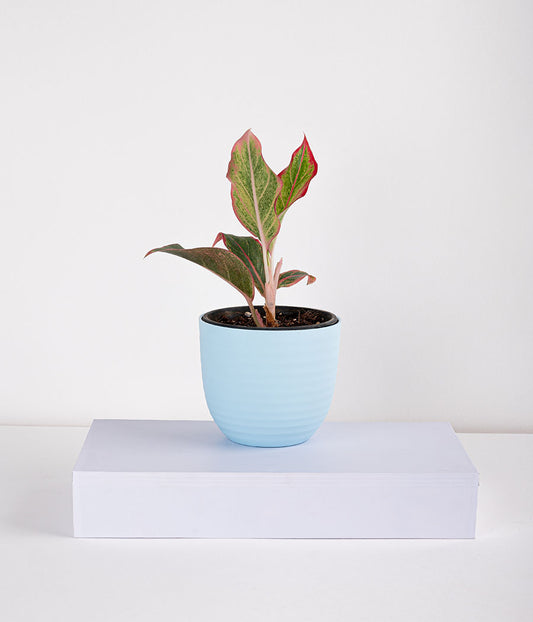 Aglaonema Pink Plant in Self Watering Planter