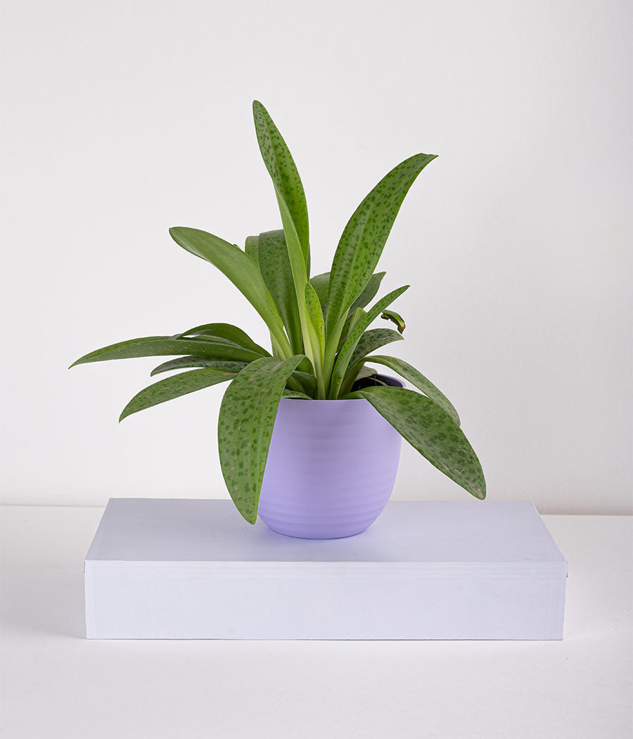 Plant In Pastel Planters