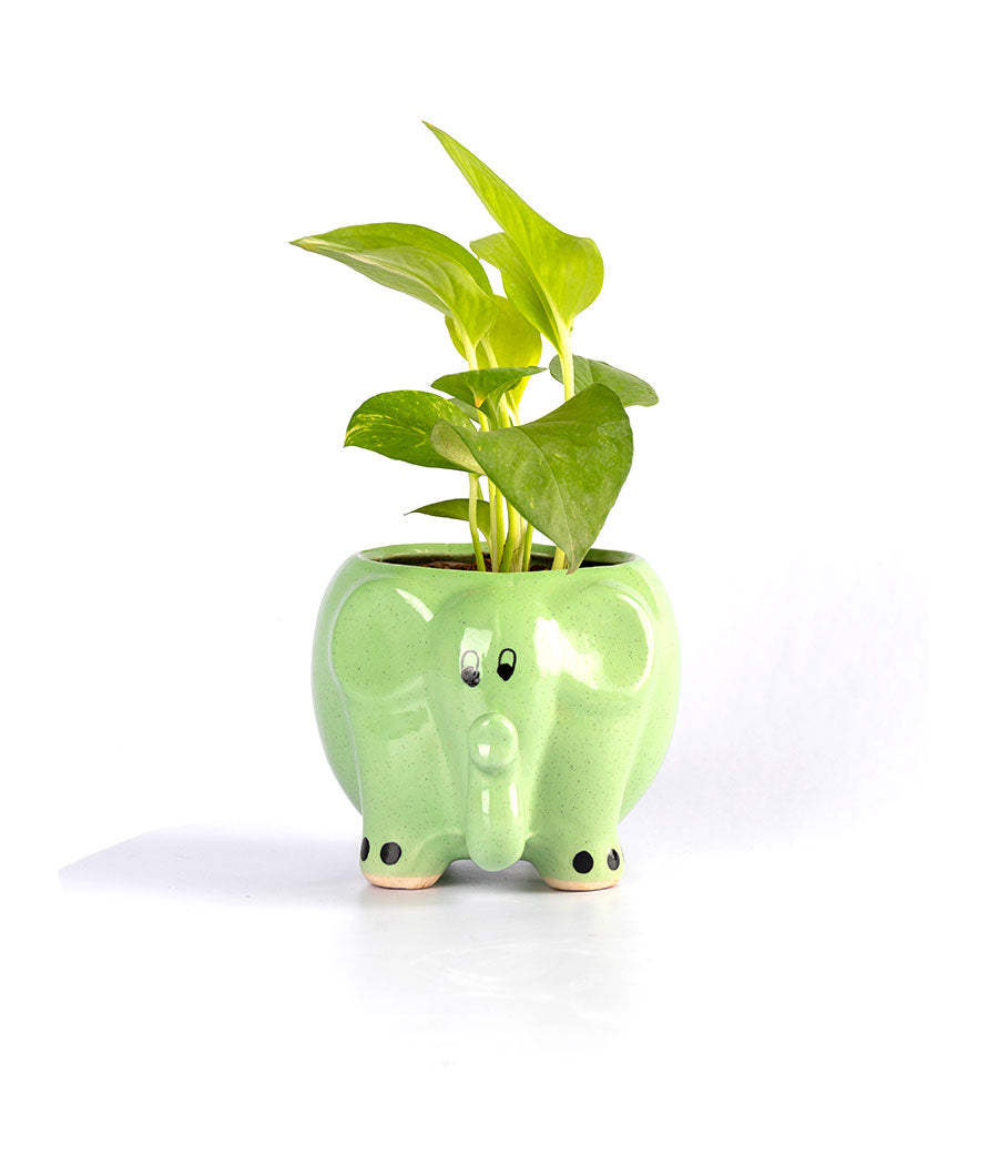 Money Plant in Round Elephant Planter