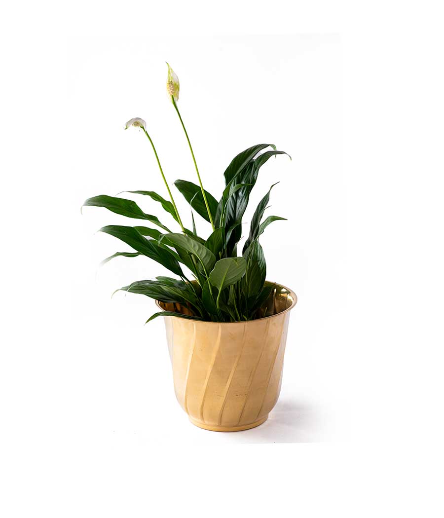 Peace Lily In Golden Brass Planter