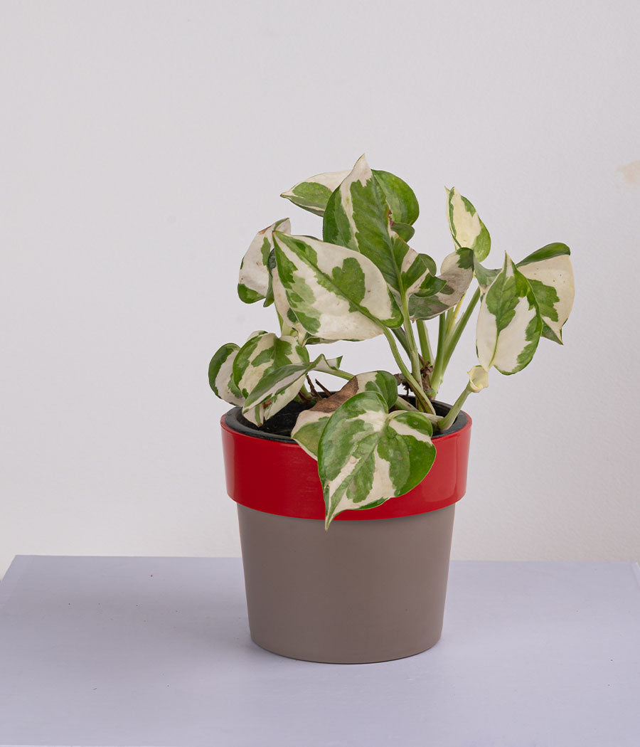 Queen Marble Money Plant in Plastic Red Planter