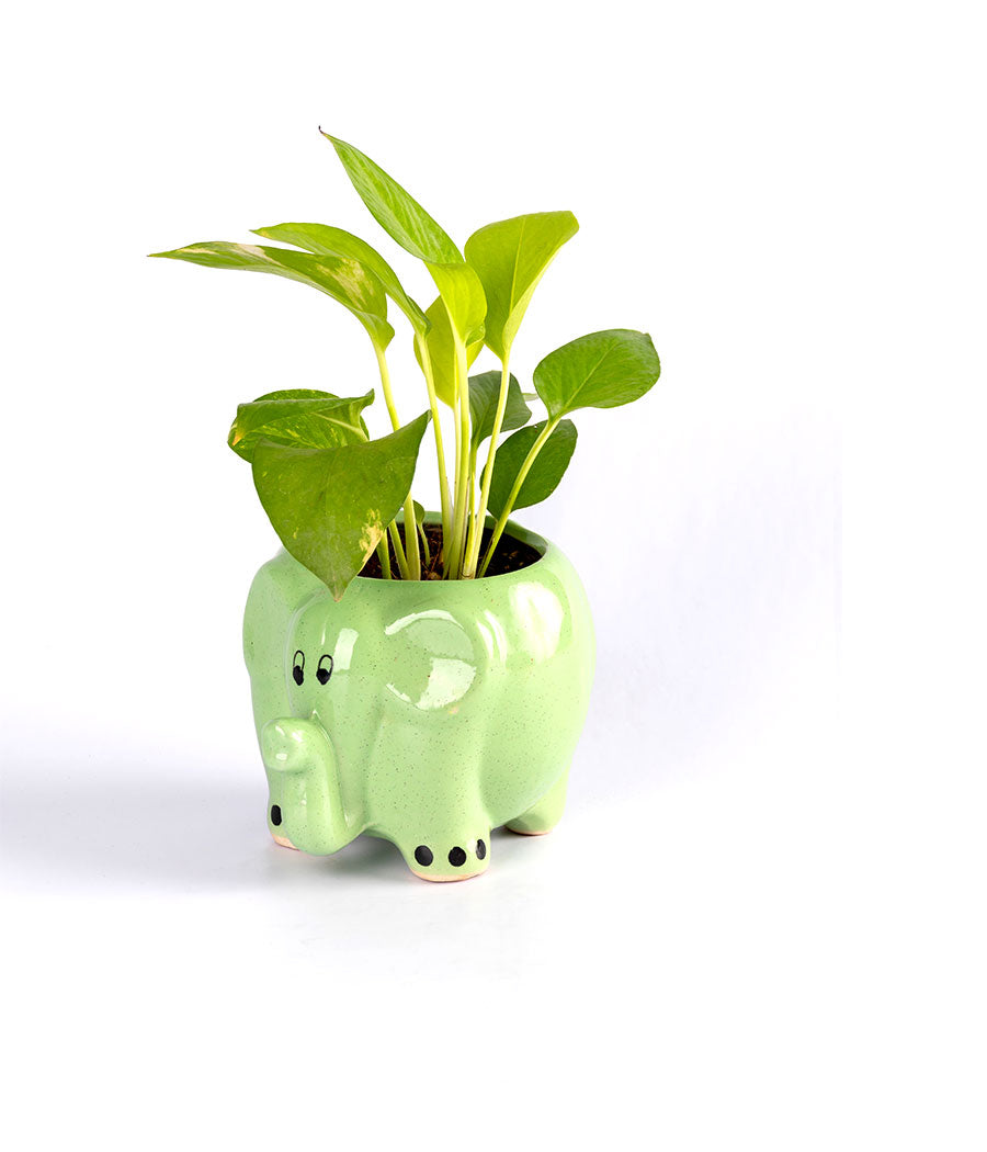 Money Plant in Round Elephant Planter