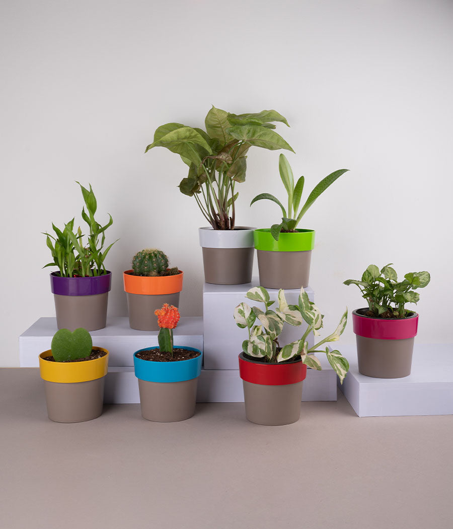 Sunny-side Planters - Set of 8 Plants