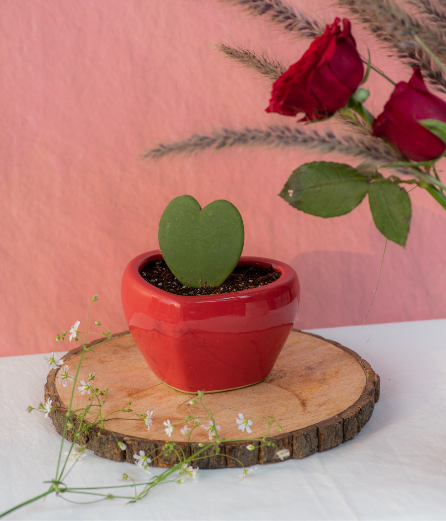 Hoya Heart Succulent Cactus In Red Heart Planter