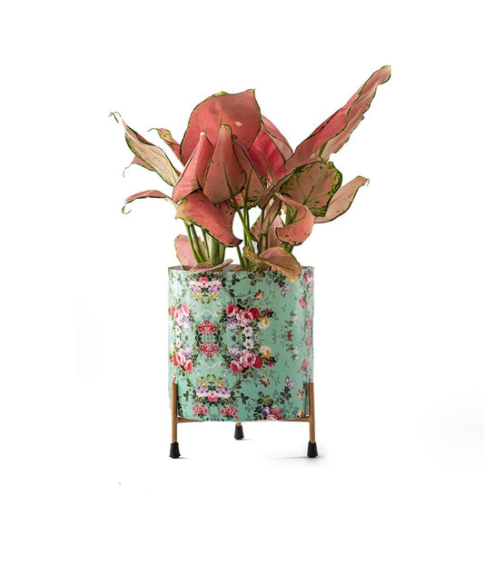 Aglaonema Valentine Plant With Green & Pink Floral Metal Planter