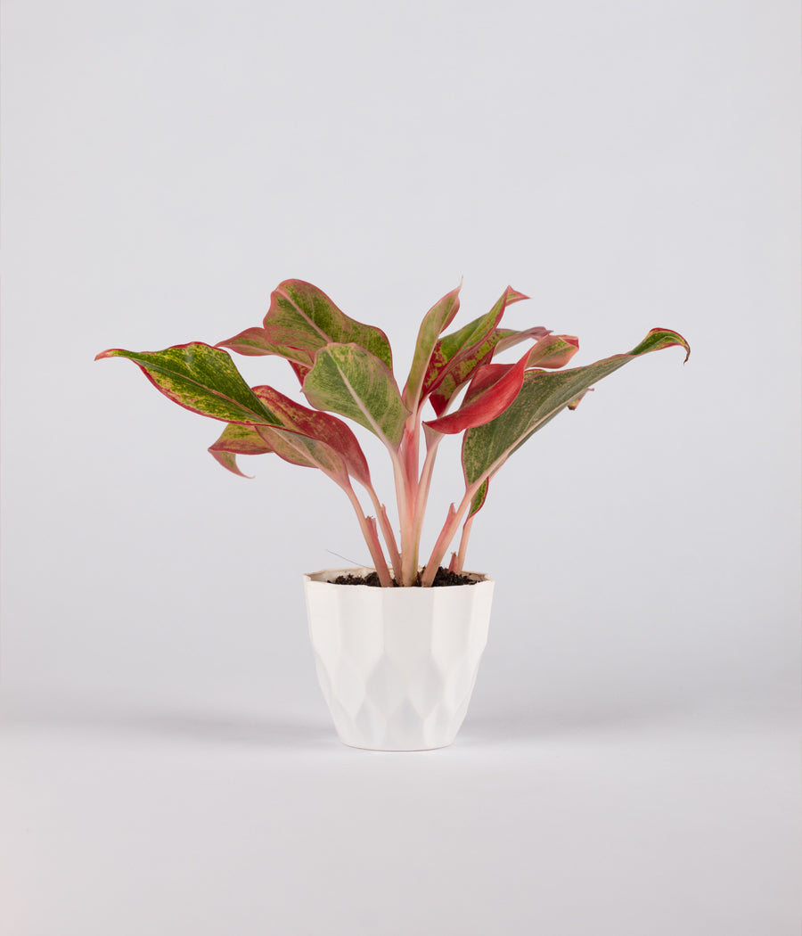 AGLAONEMA LIPSTICK PLANT in Plastic White Pot