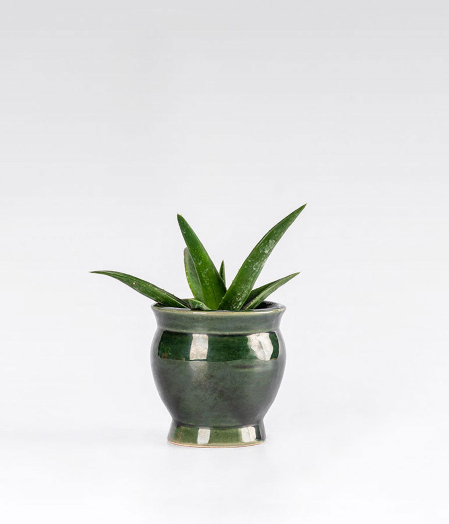 Buy Aloevera Black Doran In Green Ceramic Planter