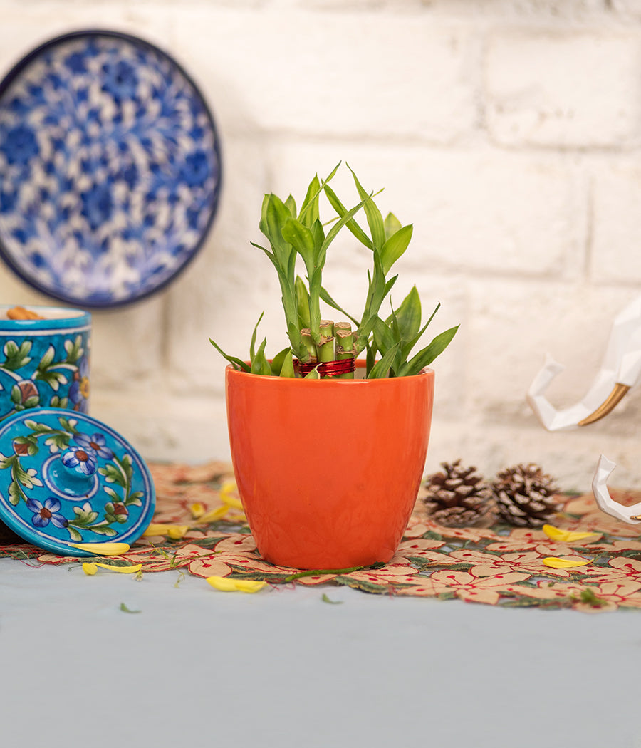 Glossy Orange Ceramic Pot With Bamboo Plant