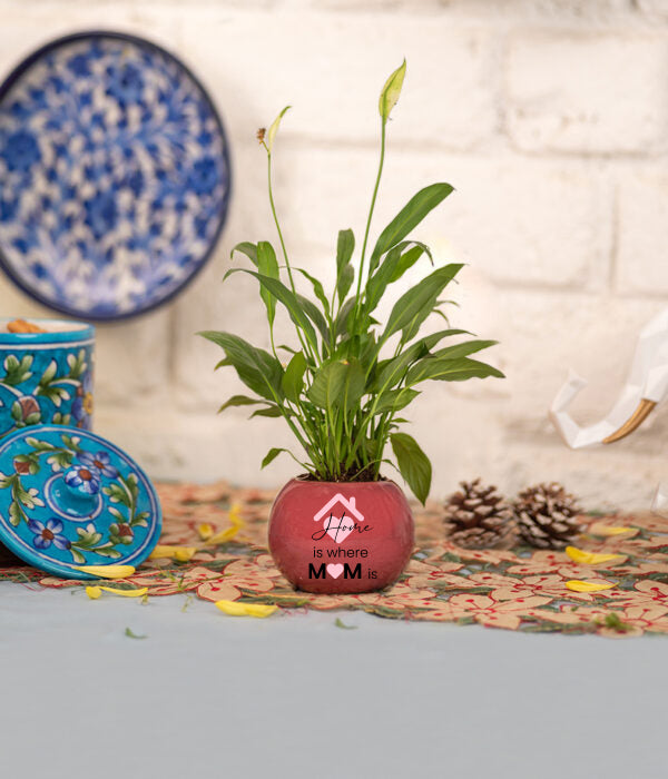 Peace Lily Plant in Ceramic Pot