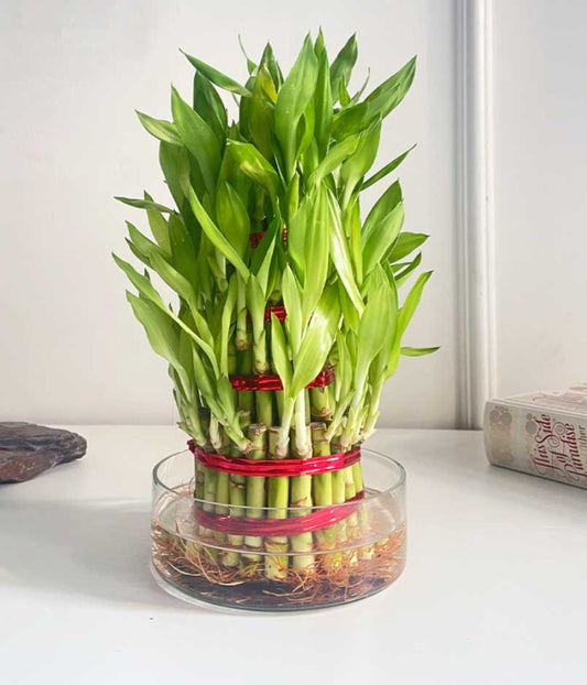 4 Layer Lucky Bamboo Plant