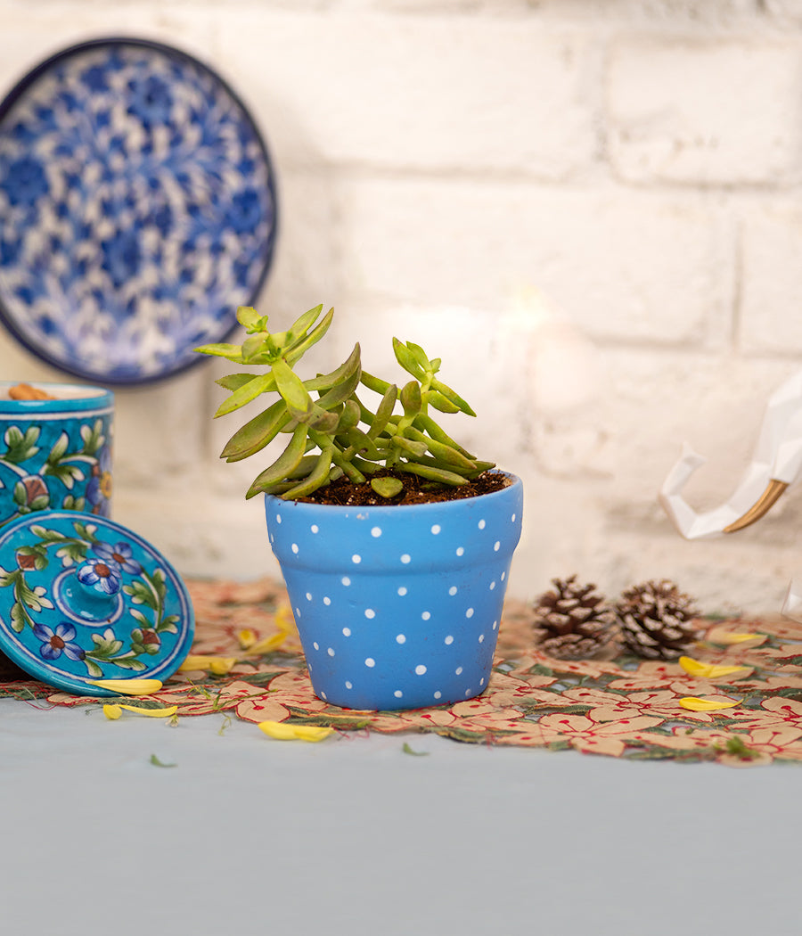Blue Handpainted Pot With Echeveria Succulent Plant