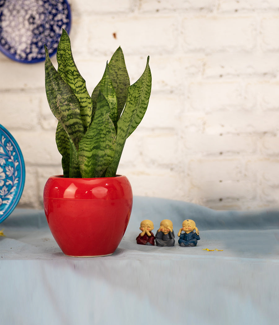 Apple Shaped Red Ceramic Pot With Sansevieria Green Plant