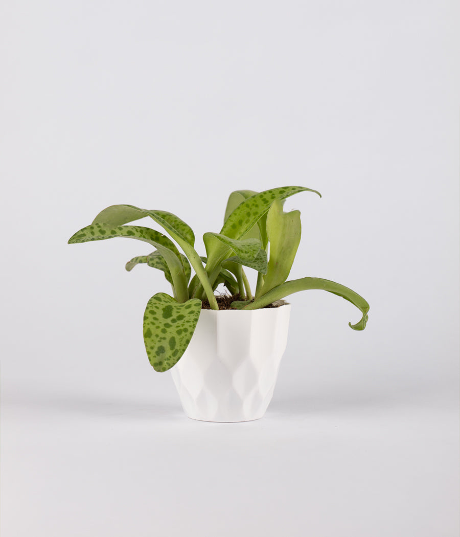 Cecilia Plant With White Plastic Pot