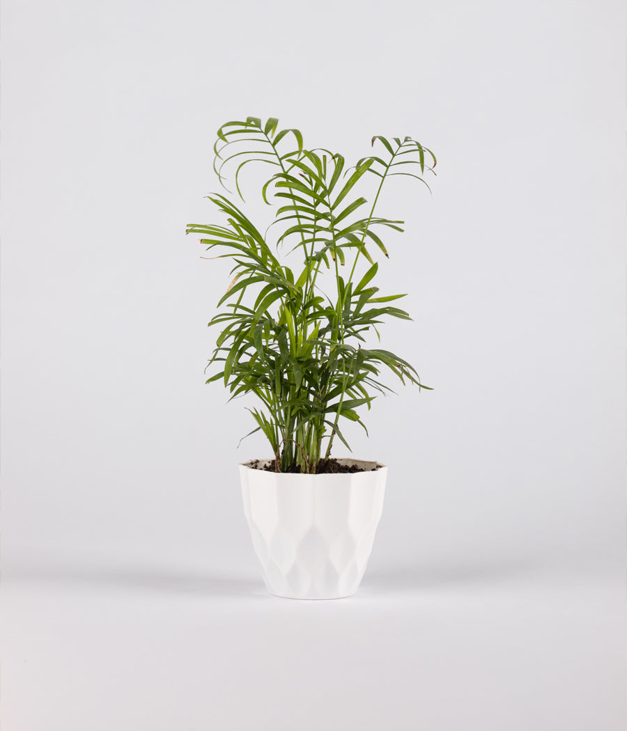 Chamaedorea Palm plant with plastic pot