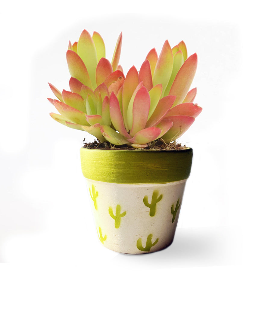 Crasulla Campfire Plant in Handpainted Ceramic Pot