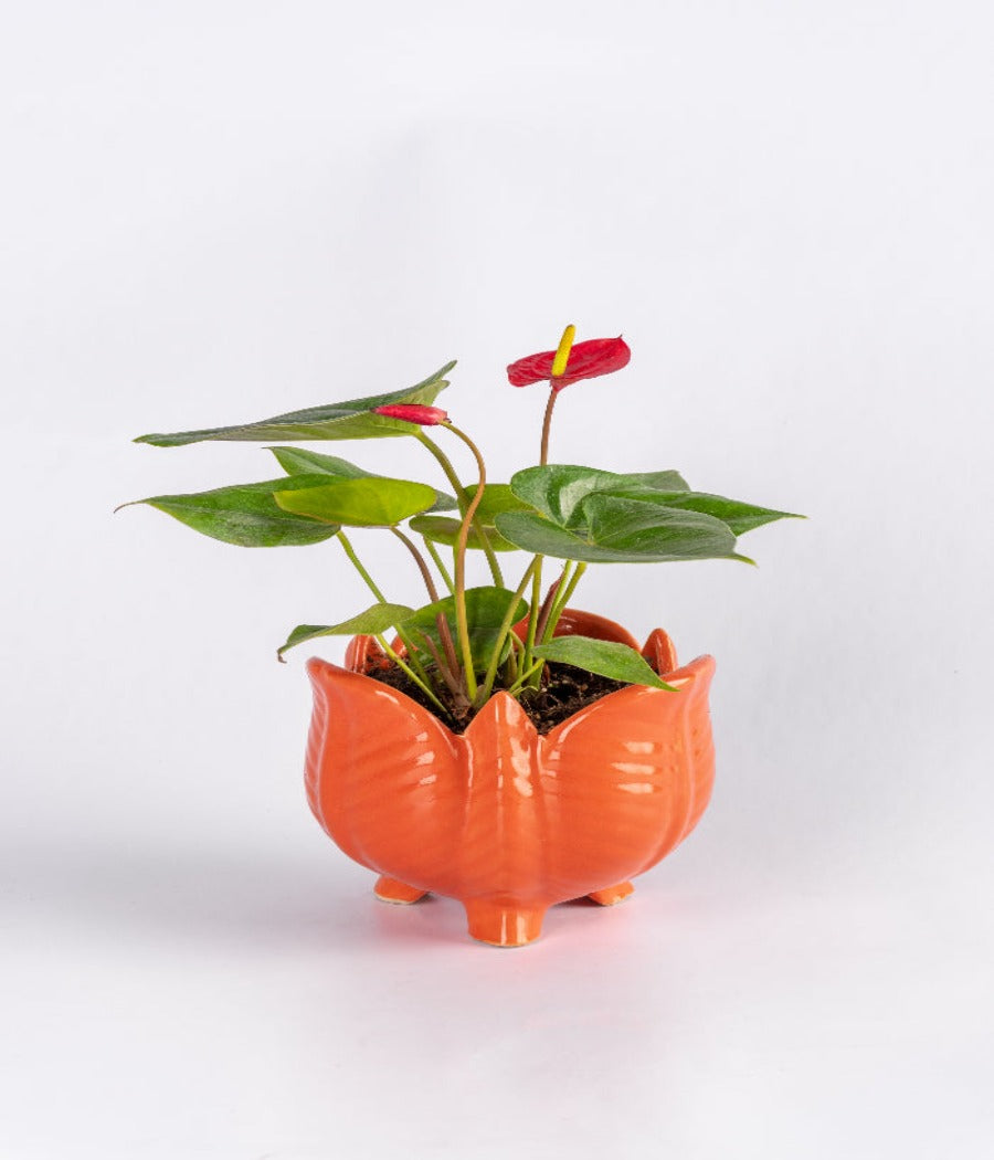 Anthurium Red Plant In Orange Lotus Shaped Mini Planter