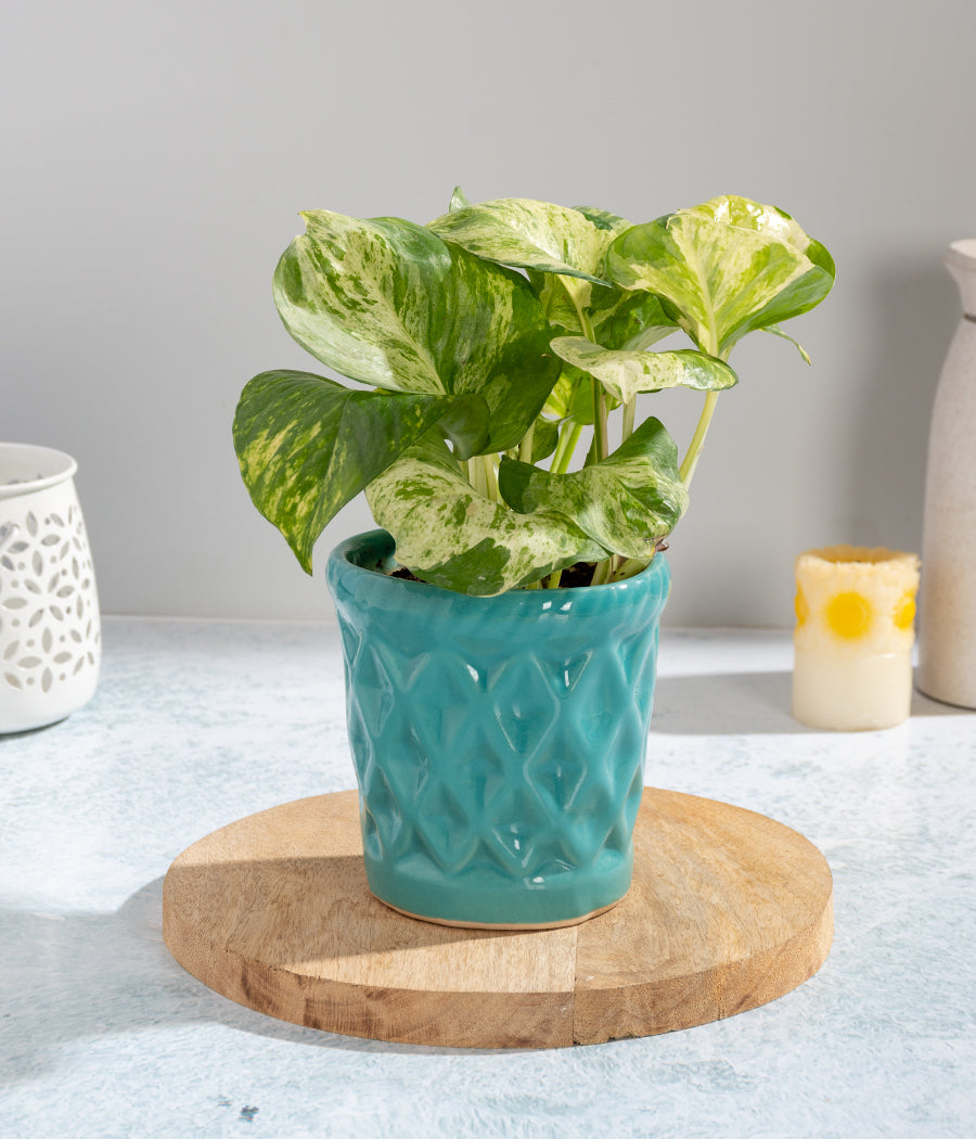 Money Plant Queen Marble In Blue Diamond Shaped Planter