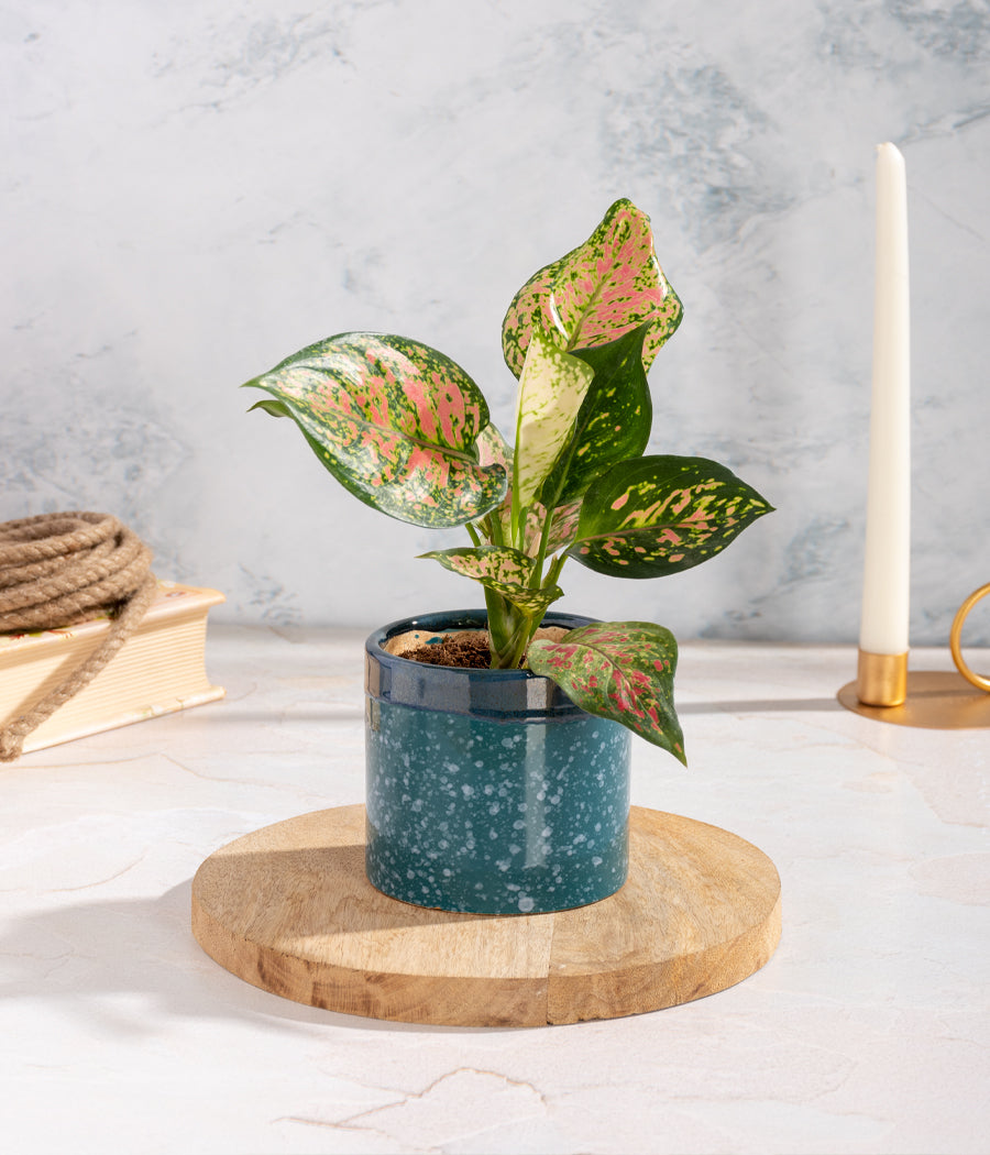 Aglaonema Pink Plant in Ceramic Planter