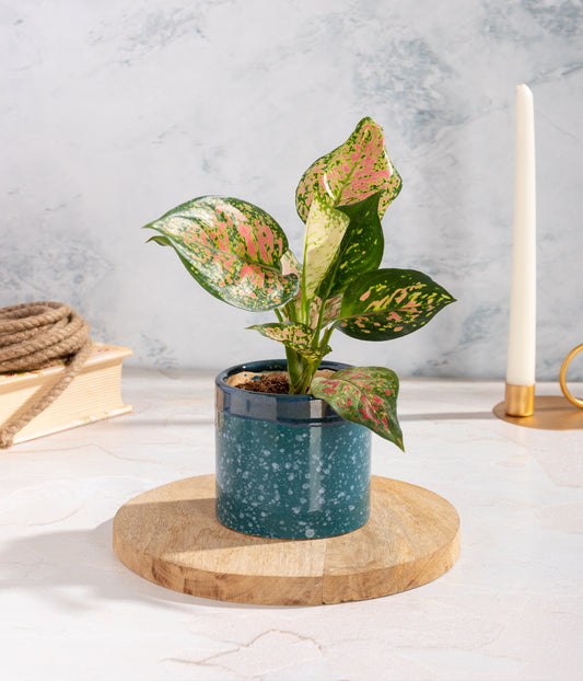 Aglaonema Pink Plant with Green ceramic planter