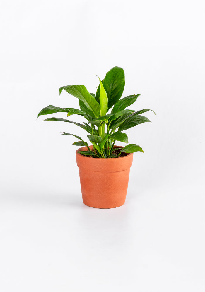 Peace Lily plant in terracotta Planter