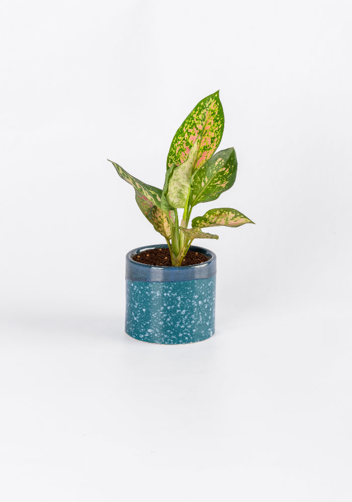 Aglaonema Pink Plant in Ceramic Planter