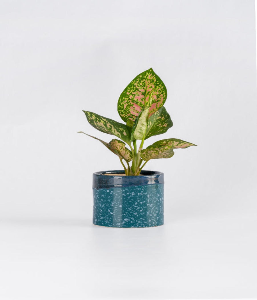Aglaonema Pink Plant in Ceramic Planter