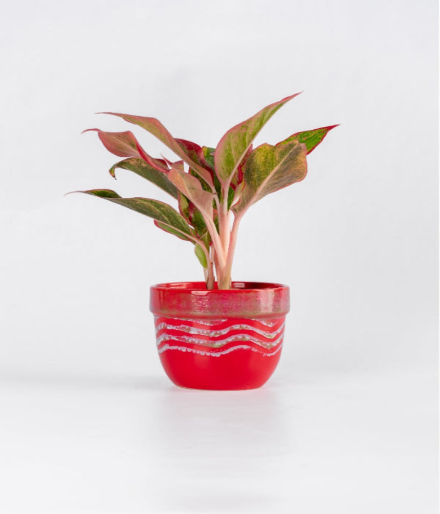 Aglaonema lipstick Plant in Ceramic Planter