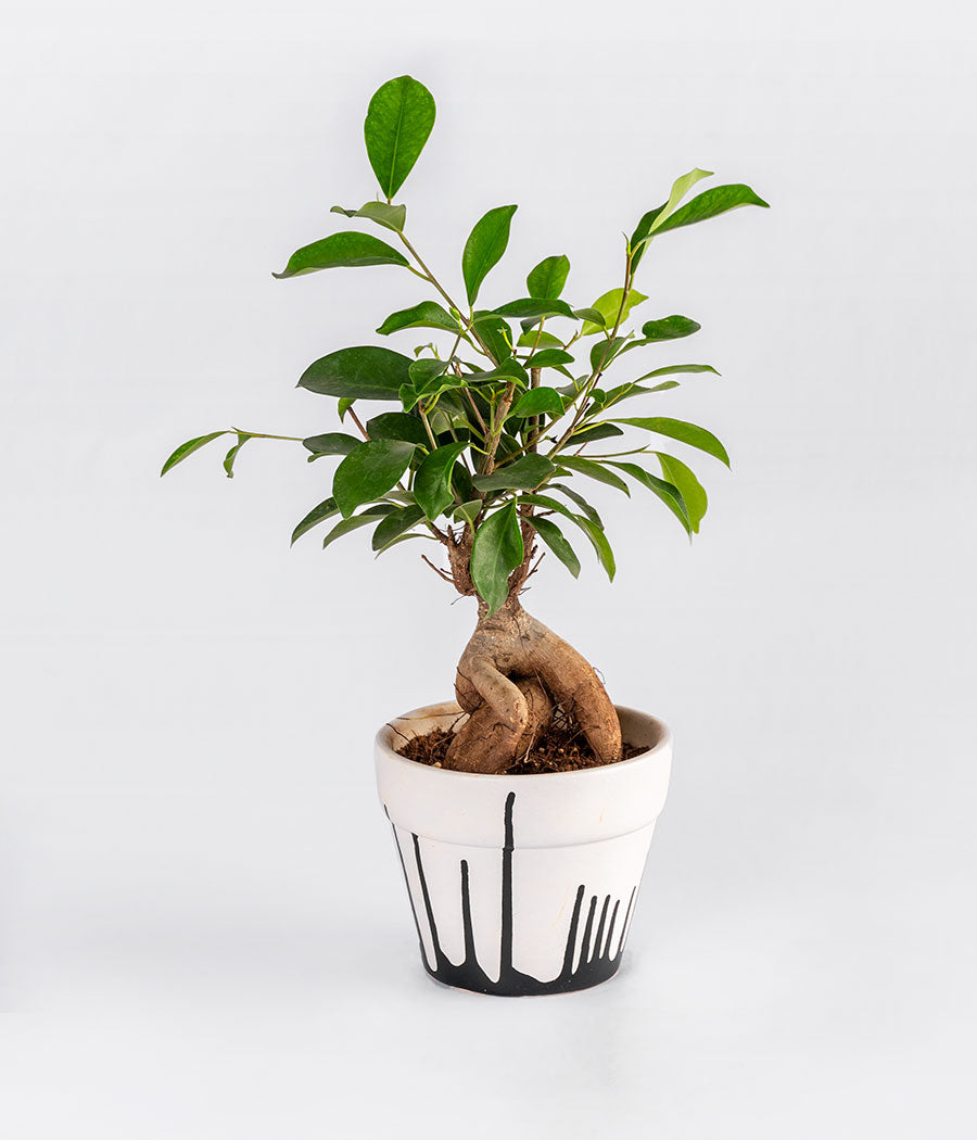 Ficus Bonsai Plant in Planter