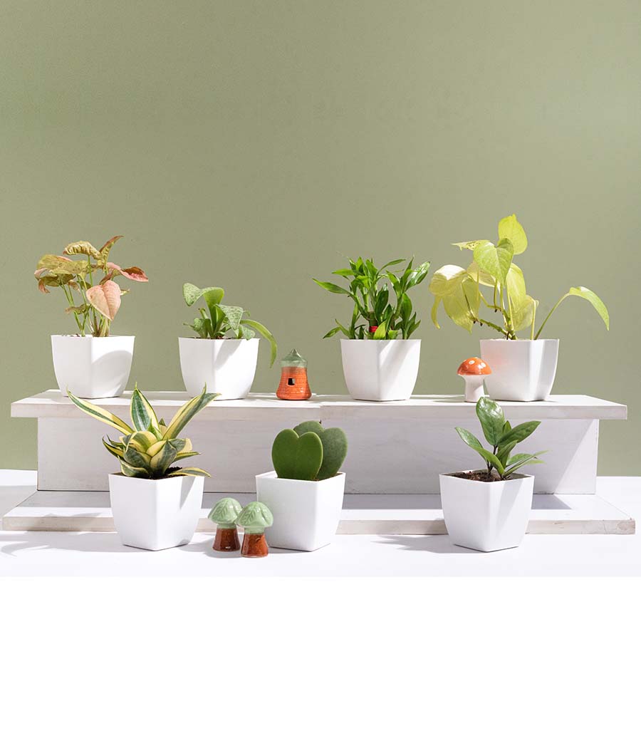 Set of 7 Indoor Plants in Planter