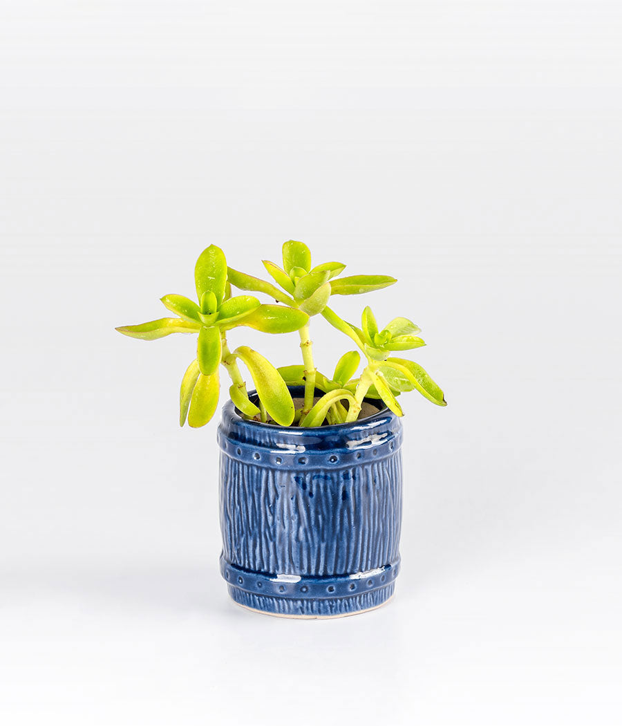 Echeveria Elegans Plant In Blue Designer Planter