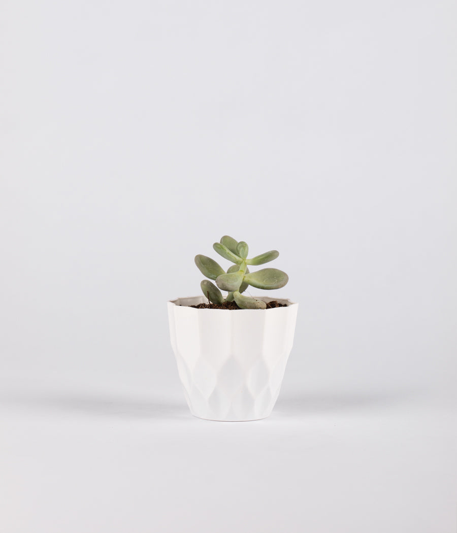Echeveria Succulent plant in White Plastic Planter