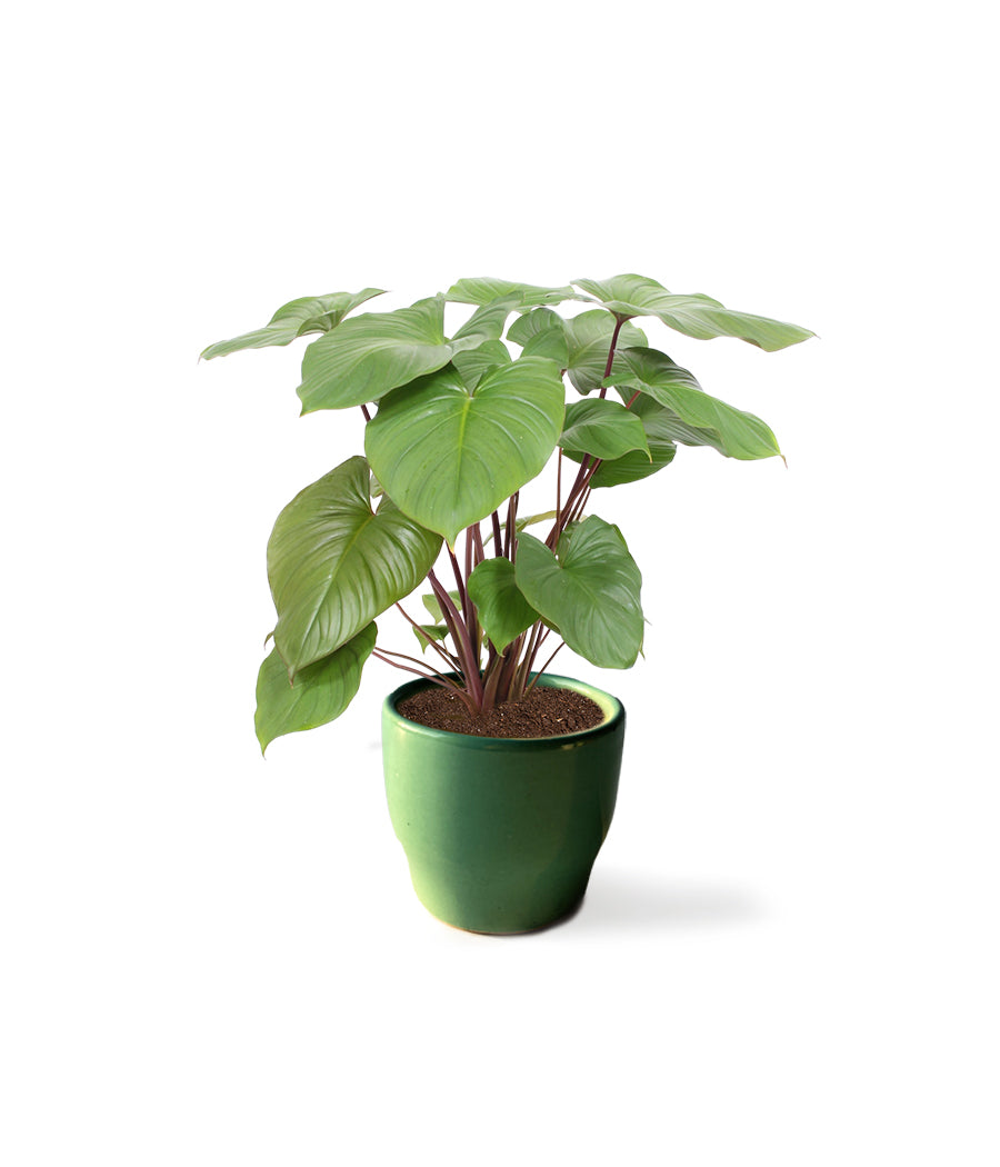 Homalomena Rubescens Plant in Ceramic Planter