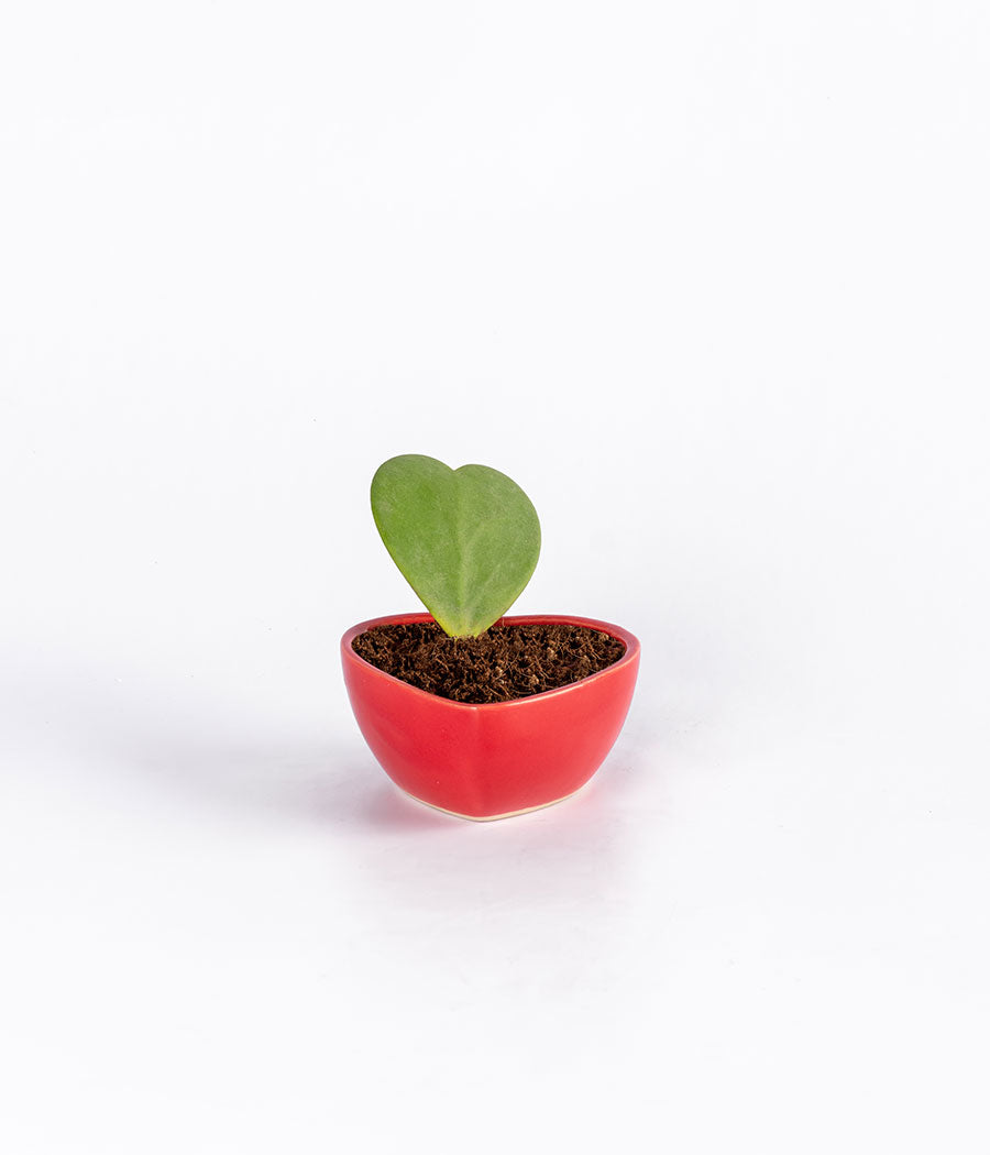 Hoya Heart Plant with pot
