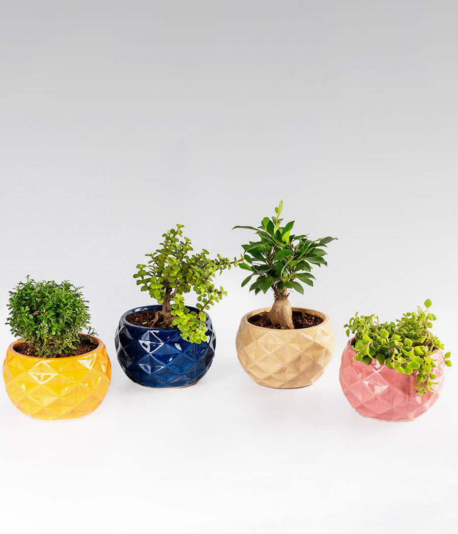 Set of Kamini Table, Jade, Ficus Bonsai and Pilea Basket Plants