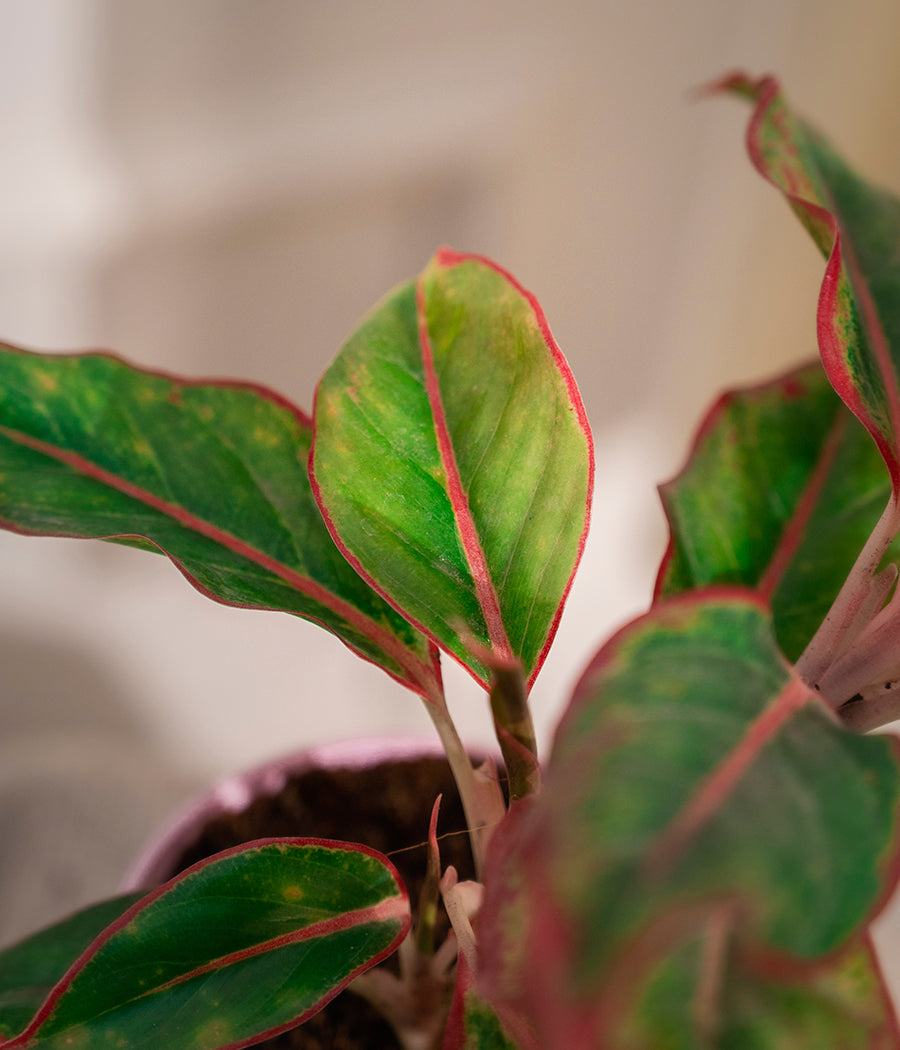 Set of 2: Aglaonema Lipstick + Kamini Table in Self Watering Planters