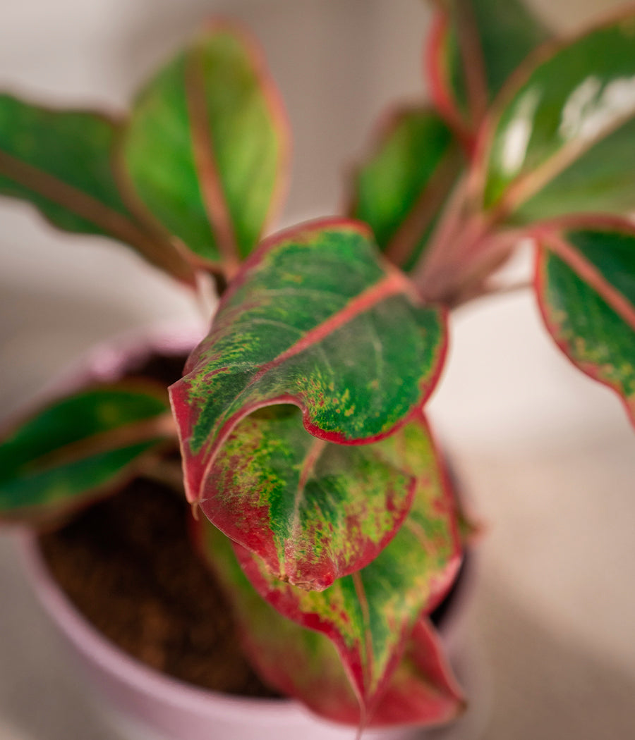 Set of 2: Aglaonema Lipstick + Kamini Table in Self Watering Planters