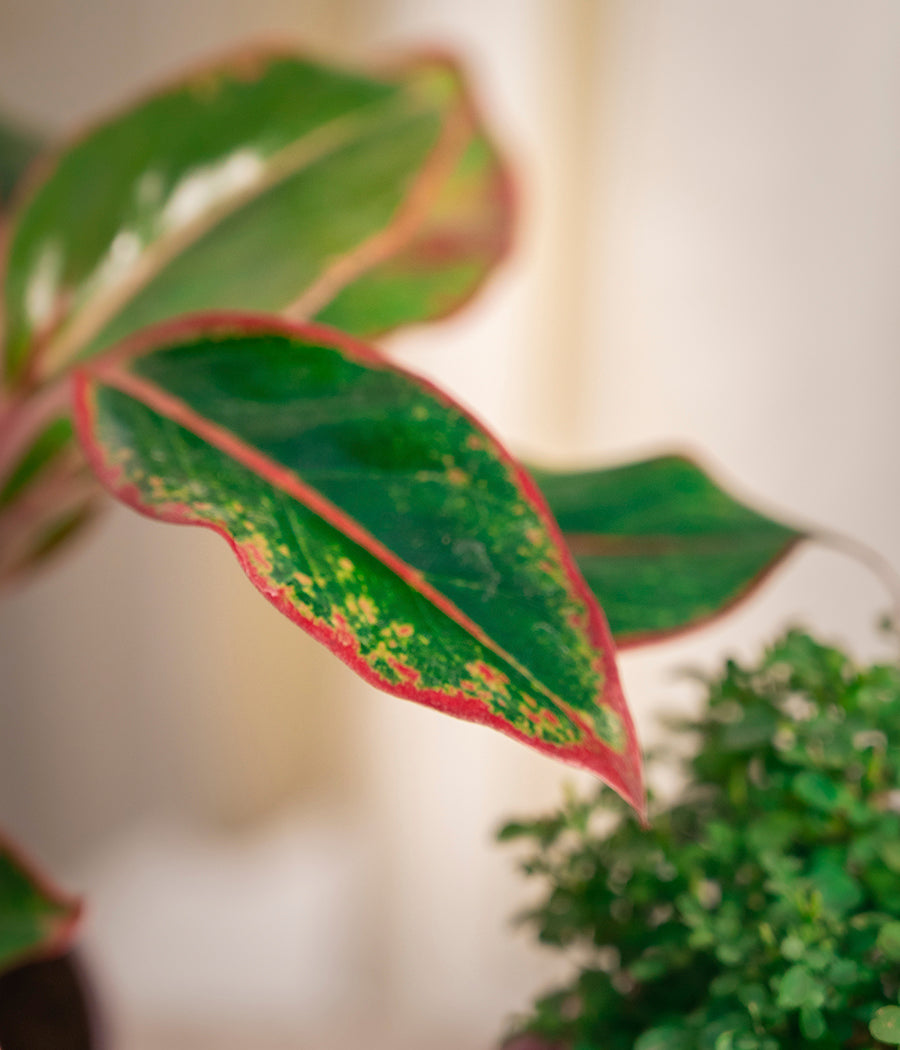 Set of 2: Aglaonema Lipstick + Kamini Table in Self Watering Planters