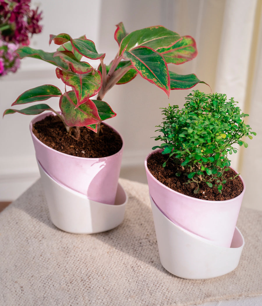 Set of 2: Aglaonema Lipstick + Kamini Table in Self Watering Planters