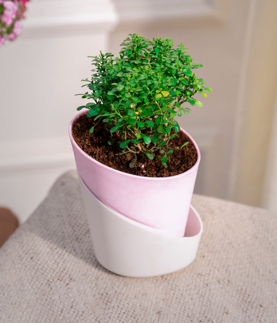 Set of 2: Aglaonema Lipstick + Kamini Table in Self Watering Planters
