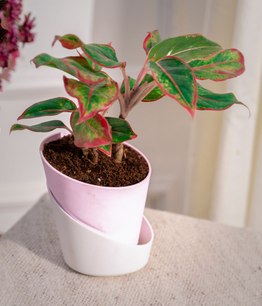 Set of 2: Aglaonema Lipstick + Kamini Table in Self Watering Planters