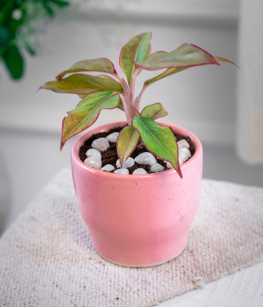 Aglaonema Lipstick in Baby Pink Ceramic Planter