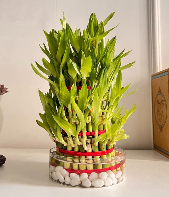 Lucky Bamboo 5 Layers
