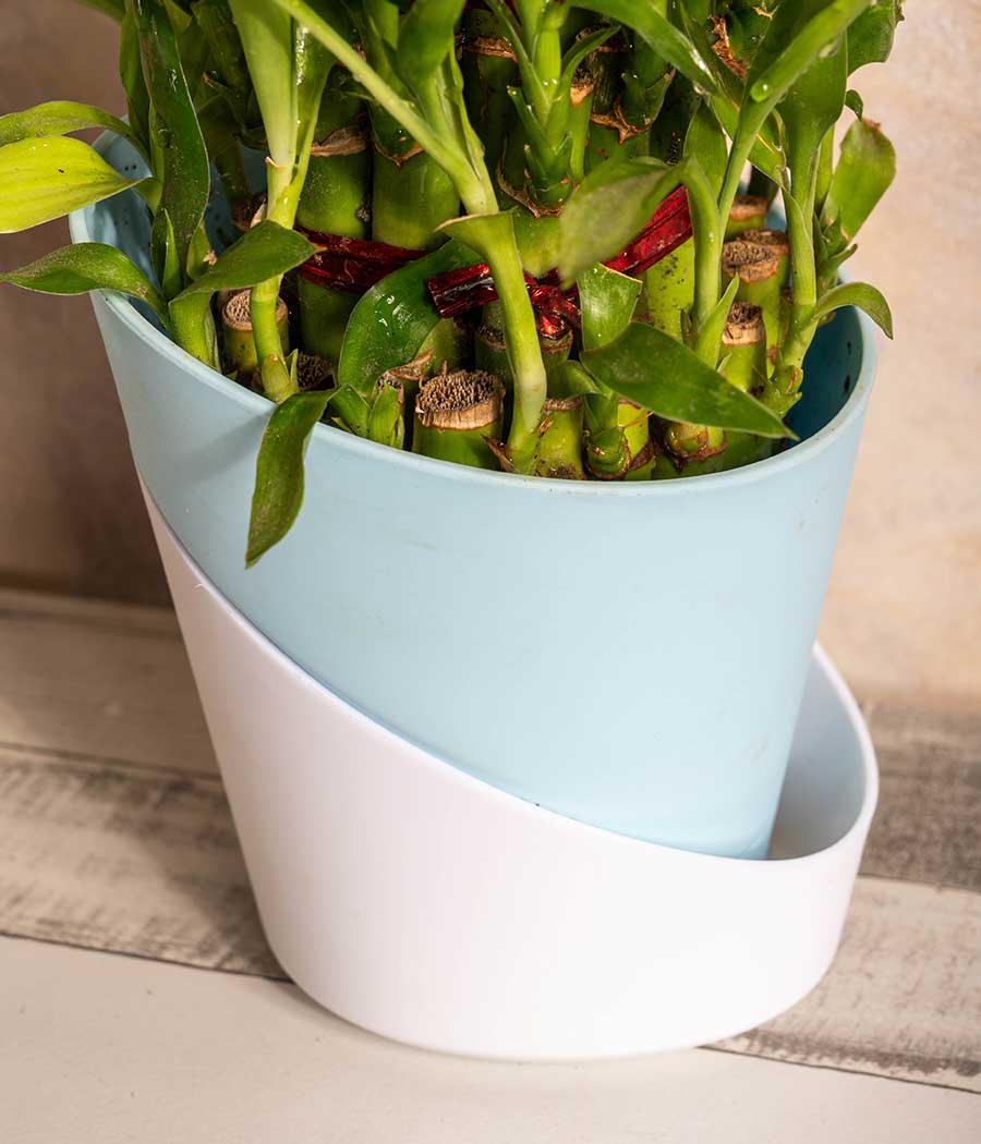 Self Watering Planter