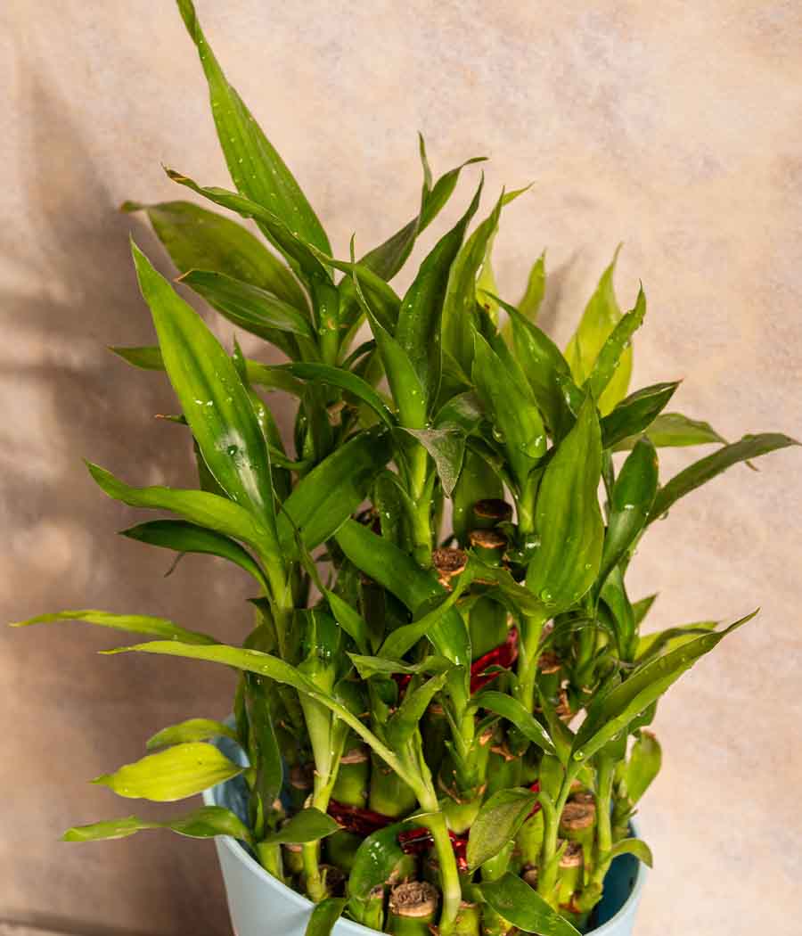 3 Layer Lucky Bamboo plant