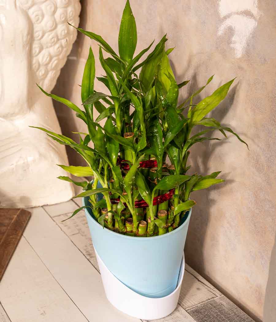 3 Layer Lucky Bamboo in Self Watering Planter