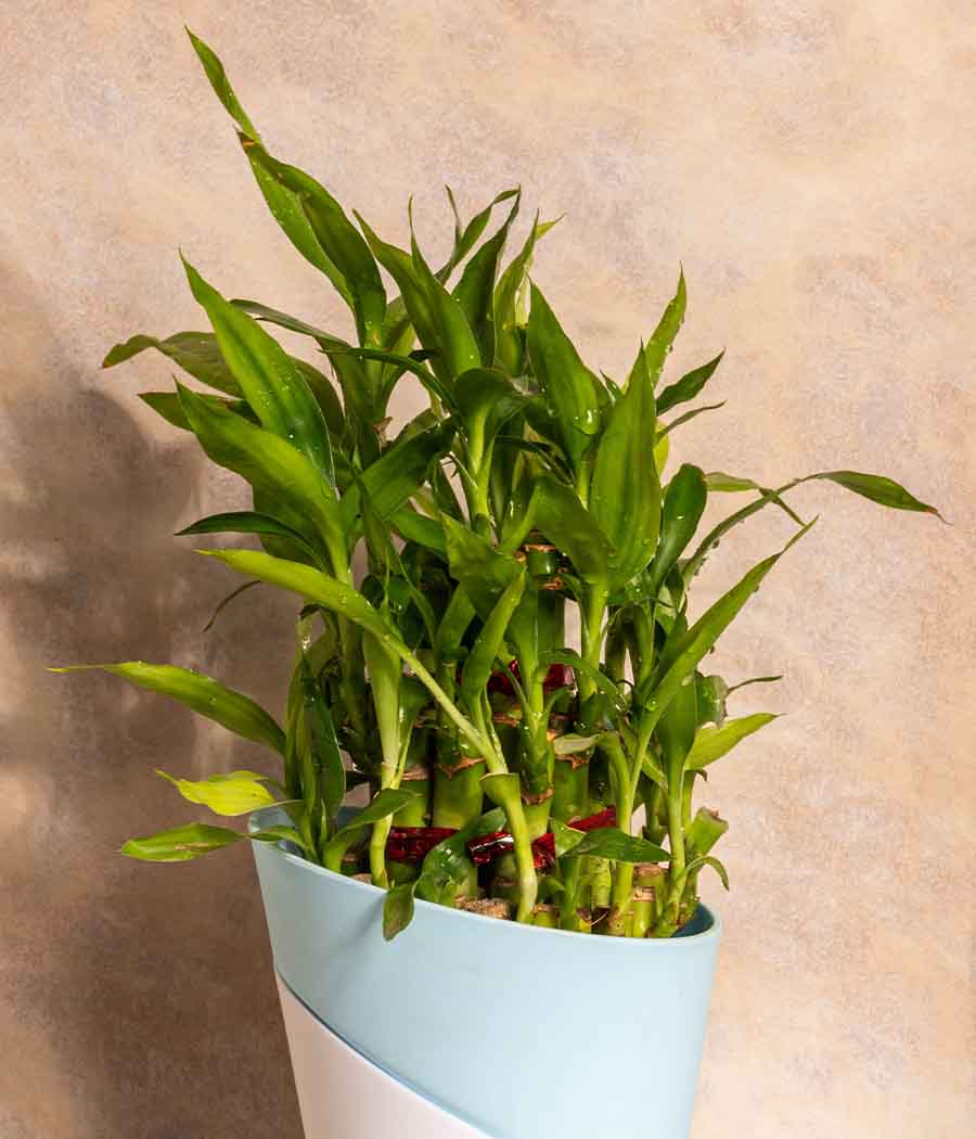 3 Layer Lucky Bamboo Plant