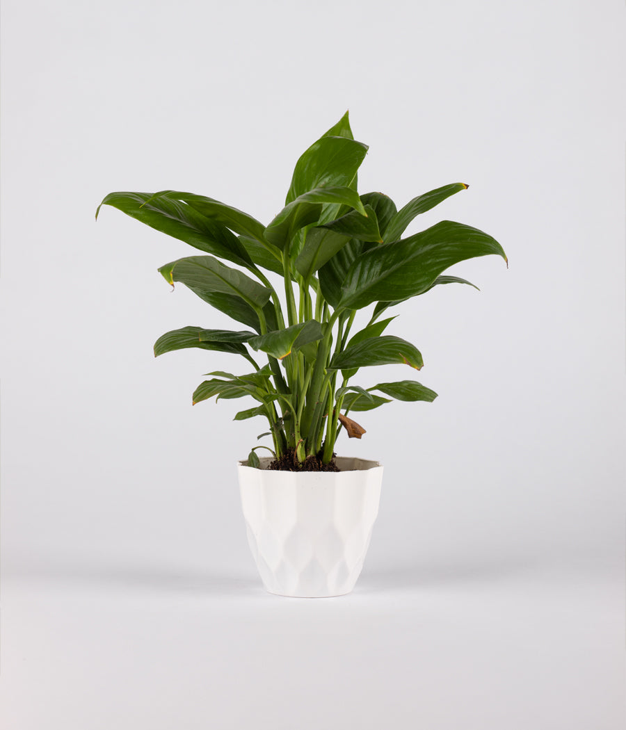 Peace Lily plant With Pot