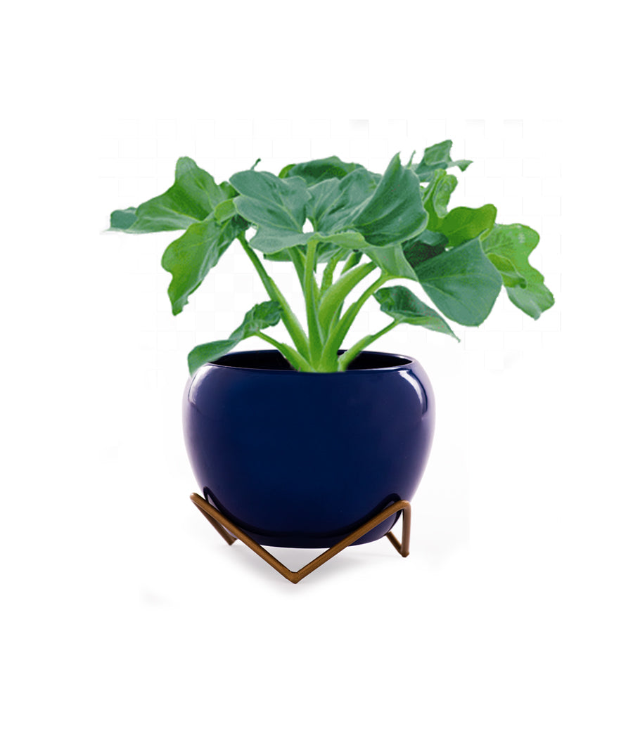 Buy Philodendron Atom Plant in Metal Planter with Stand