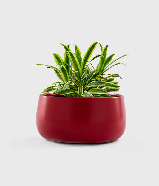 Song of India Plant in Red Metal Bowl Pot